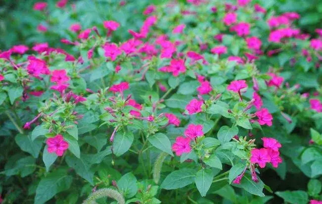 夜香花的花语，夜香花的花期