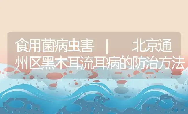 北京通州区黑木耳流耳病的防治方法 | 菌菇种植