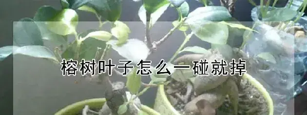 榕树叶子怎么一碰就掉