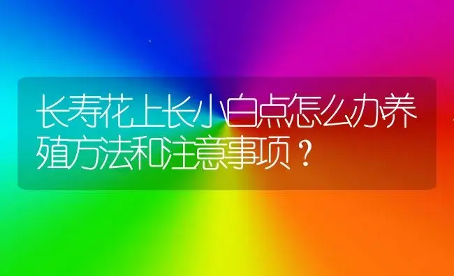 长寿花上长小白点怎么办养殖方法和注意事项？ | 多肉养殖