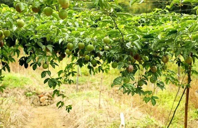 百香果种植管理技术