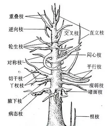 盆栽修剪 | 腊梅盆景修剪技术