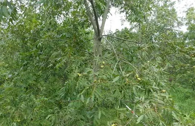 碧根果的栽培条件