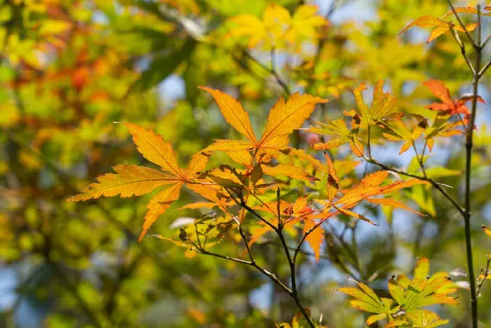 枫叶的形状、花语和传说