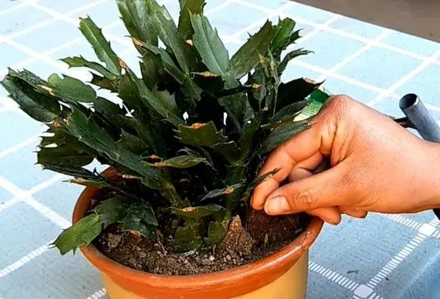 蟹爪兰开花时间长了怎么处理？