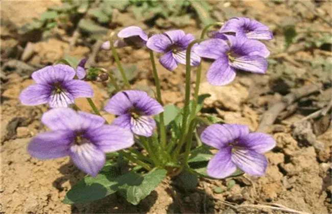 紫花地丁的栽培办法