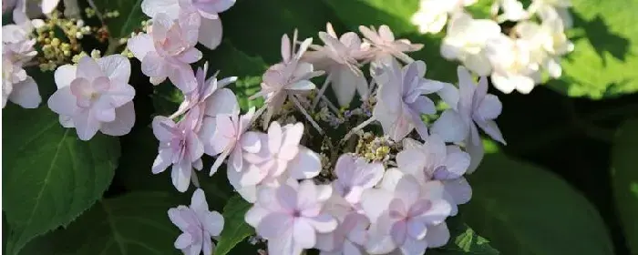 绣球荚蒾的花语