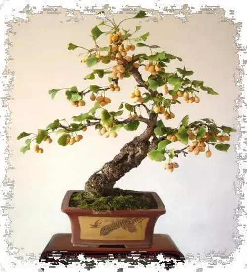 盆景制作 | 银杏挂果盆景制作技术