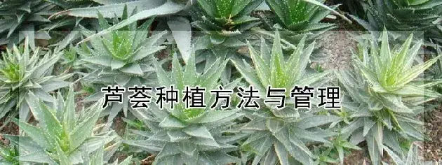 芦荟种植方法与管理