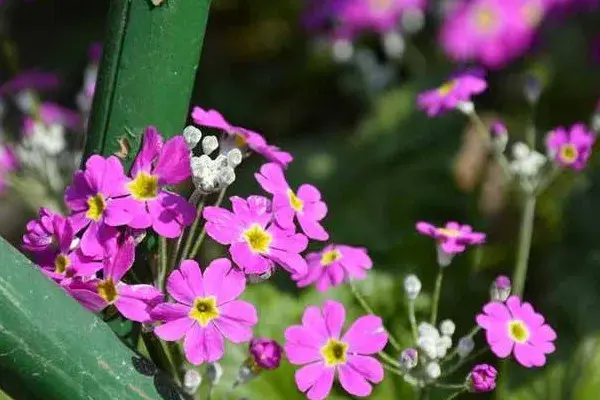 樱花草的花语