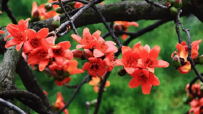 木棉花的花语