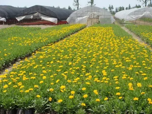 花卉果蔬盆景 | 大花金鸡菊种植技术