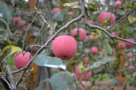 夏天苹果病虫害防治和治疗办法有哪些？