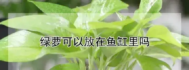 绿萝可以放在鱼缸里吗