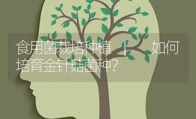 如何培育金针菇菌种？ | 菌菇种植