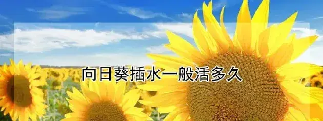 向日葵插水一般活多久