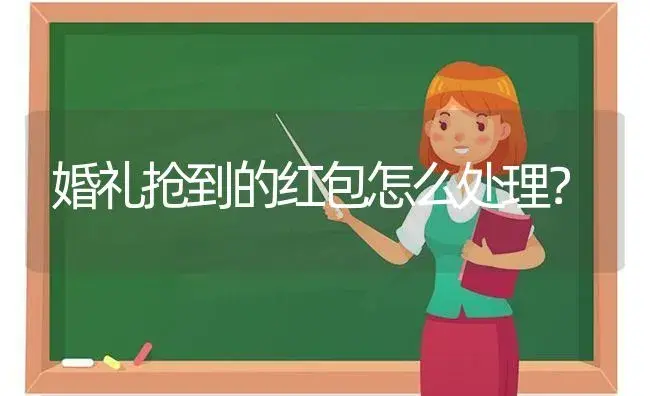 婚礼抢到的红包怎么处理？ | 多肉养殖