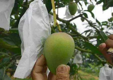 盆栽修剪 | 盆栽芒果树控花疏果技术