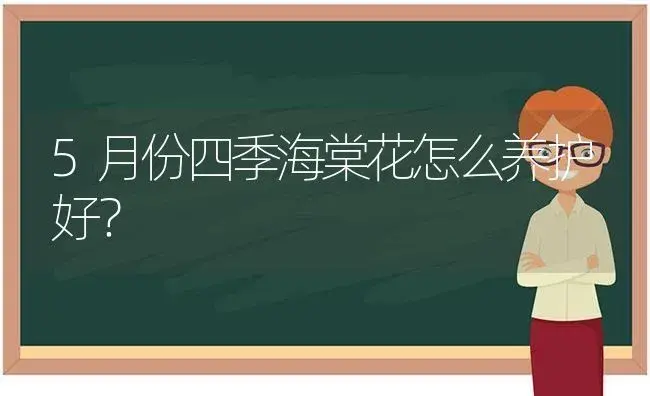 5月份四季海棠花怎么养护好？ | 绿植常识