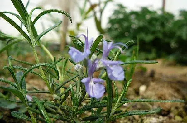 迷迭香的花语是什么 留住美好的回忆_花语大全