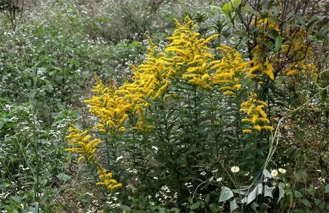 一枝黄花的栽培技术