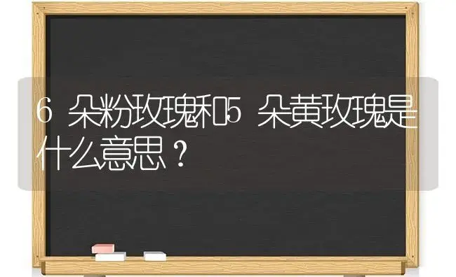 6朵粉玫瑰和5朵黄玫瑰是什么意思？ | 绿植常识