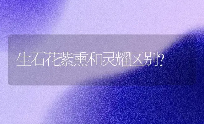 生石花紫熏和灵耀区别？ | 多肉养殖