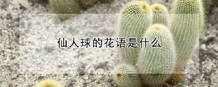 仙人球的花语是什么