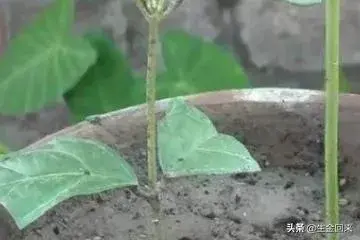 如何扦插茉莉枝条？