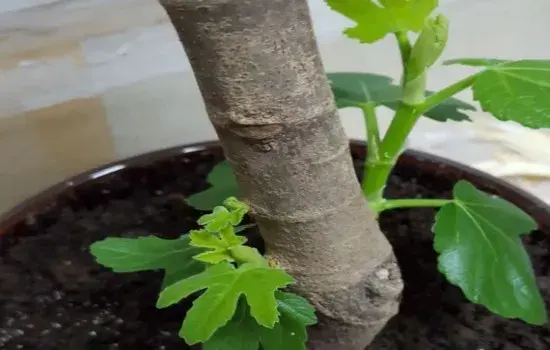 盆栽修剪 | 无花果第一年修剪高度