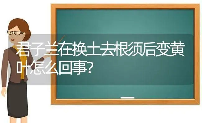 君子兰在换土去根须后变黄叶怎么回事？ | 绿植常识