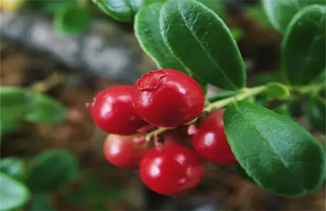 越桔的种植技术