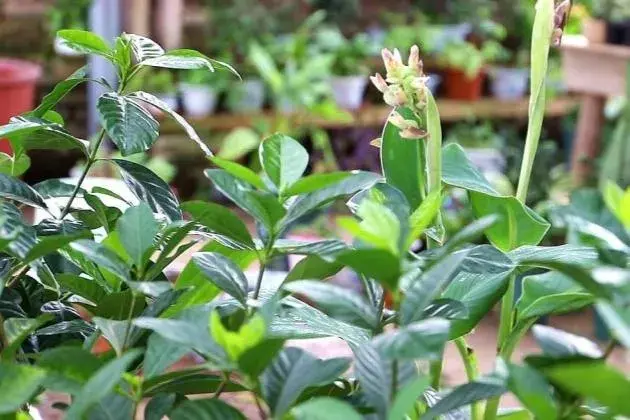 夏季栀子花叶子干枯变脆变卷？