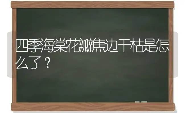 四季海棠花瓣焦边干枯是怎么了？ | 绿植常识