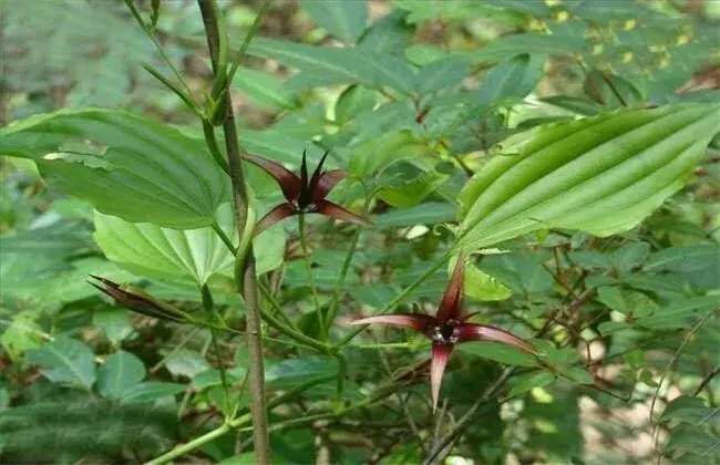 百部田间管理措施