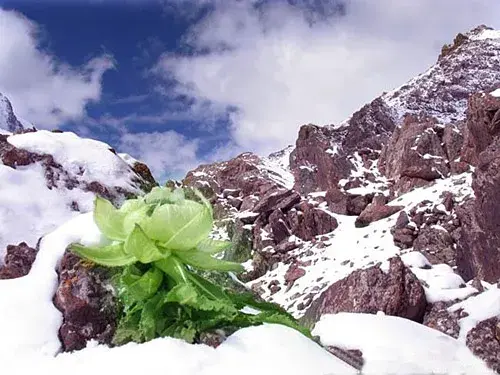 天山雪莲的花语是什么？