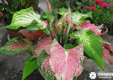 花叶芋的花语是什么？花叶芋花语介绍！