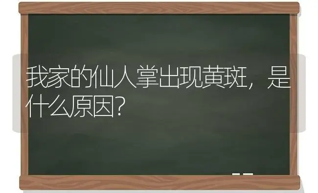 我家的仙人掌出现黄斑,是什么原因？ | 多肉养殖