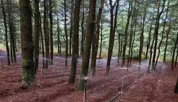 昆明阳宗海区脚步哨村：林下羊肚菌撑起致富“伞”