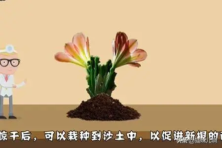 君子兰烂根处理？