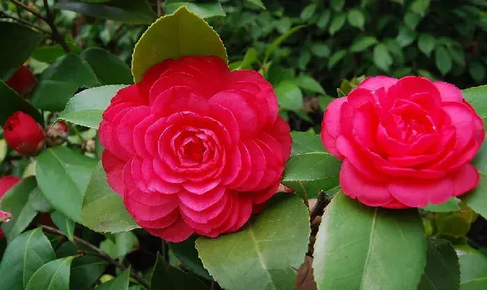 月季花的花语是什么？不同颜色的月季花花语