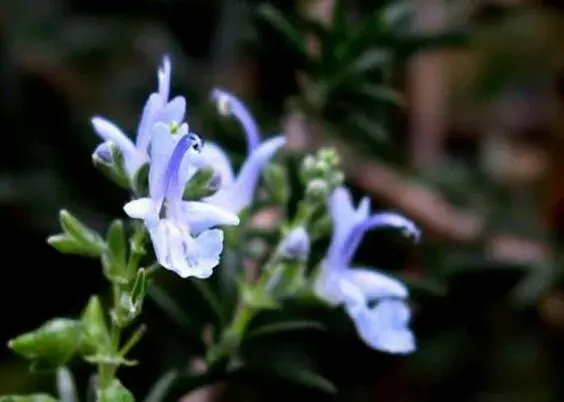 迷迭香什么时候开花，迷迭香花语有哪些？