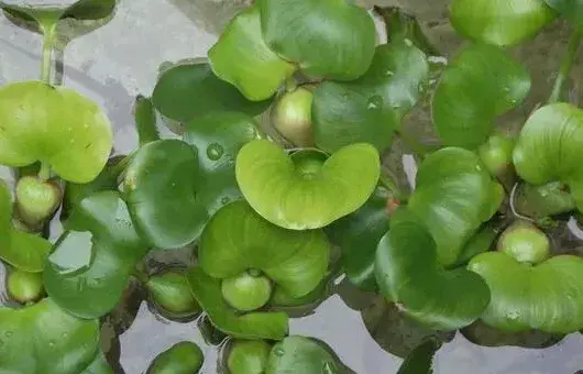 水浮莲种子选种育苗技巧