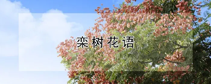 栾树花语