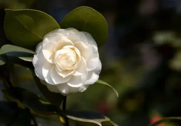 白色山茶花的花语是什么 你是纯真无邪的_花语大全