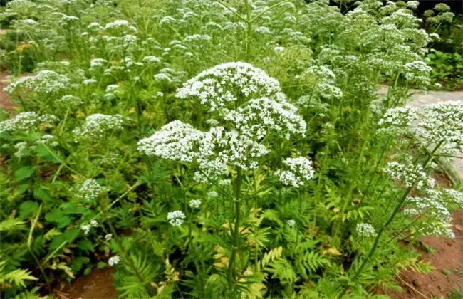 缬草的栽培技术