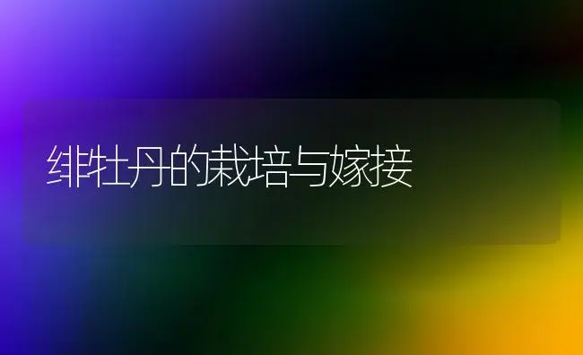 绯牡丹的栽培与嫁接 | 家庭养花