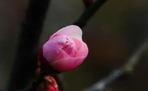 水瓶座的真正守护花 花语是幸运的花