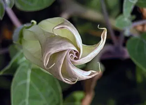 表示希望的花 花语是希望的花