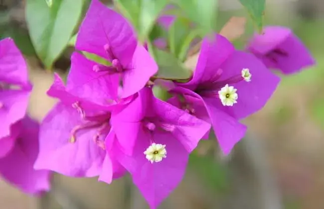 三角梅用什么肥料最好，三角梅的花语和传说